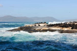 Tour privado: Punta del Cabo, Playa de los Pingüinos, Pico Chapmans y más