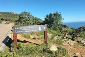 Private Tour: Cape Point, Penguin Beach, Chapmans Peak &more