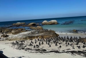 Privat tur: Cape Point, Penguin Beach, Chapmans Peak og mye mer