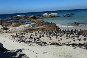 Private Tour: Cape Point, Pinguine, Chapmans Peak & mehr...
