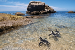 Private Tour: Cape Point, Pinguine, Chapmans Peak & mehr...