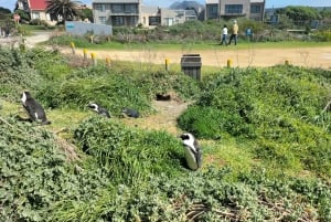 Tour privato: Città del Capo e Capo Agulhas per vedere i pinguini