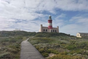 Private Tour: Cape Town to Cape Agulhas see Penguins