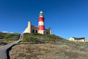 Privat tur: Cape Town til Cape Agulhas, hvor to hav møtes