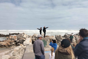 Privat tur: Cape Town til Cape Agulhas, hvor to hav møtes