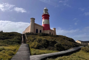 Privat tur: Cape Town til Cape Agulhas, hvor to hav møtes