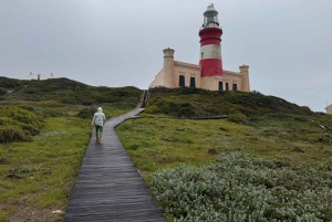 Privat tur: Cape Town til Cape Agulhas, hvor to hav møtes