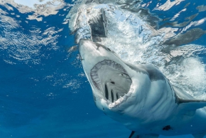 Tour privato: Da Città del Capo a Gaansbaai - Immersioni con gabbia di squali