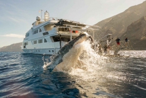 Privat tur: Cape Town til Gaansbaai - dykning i hajbur