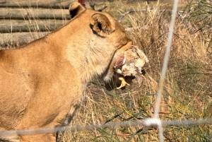 Private Tour: Cape Town Wildlife -watch Lion feeding session