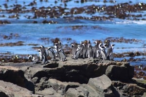 Частный тур по Кейп-Пойнту и колонии пингвинов на пляже Боулдерс