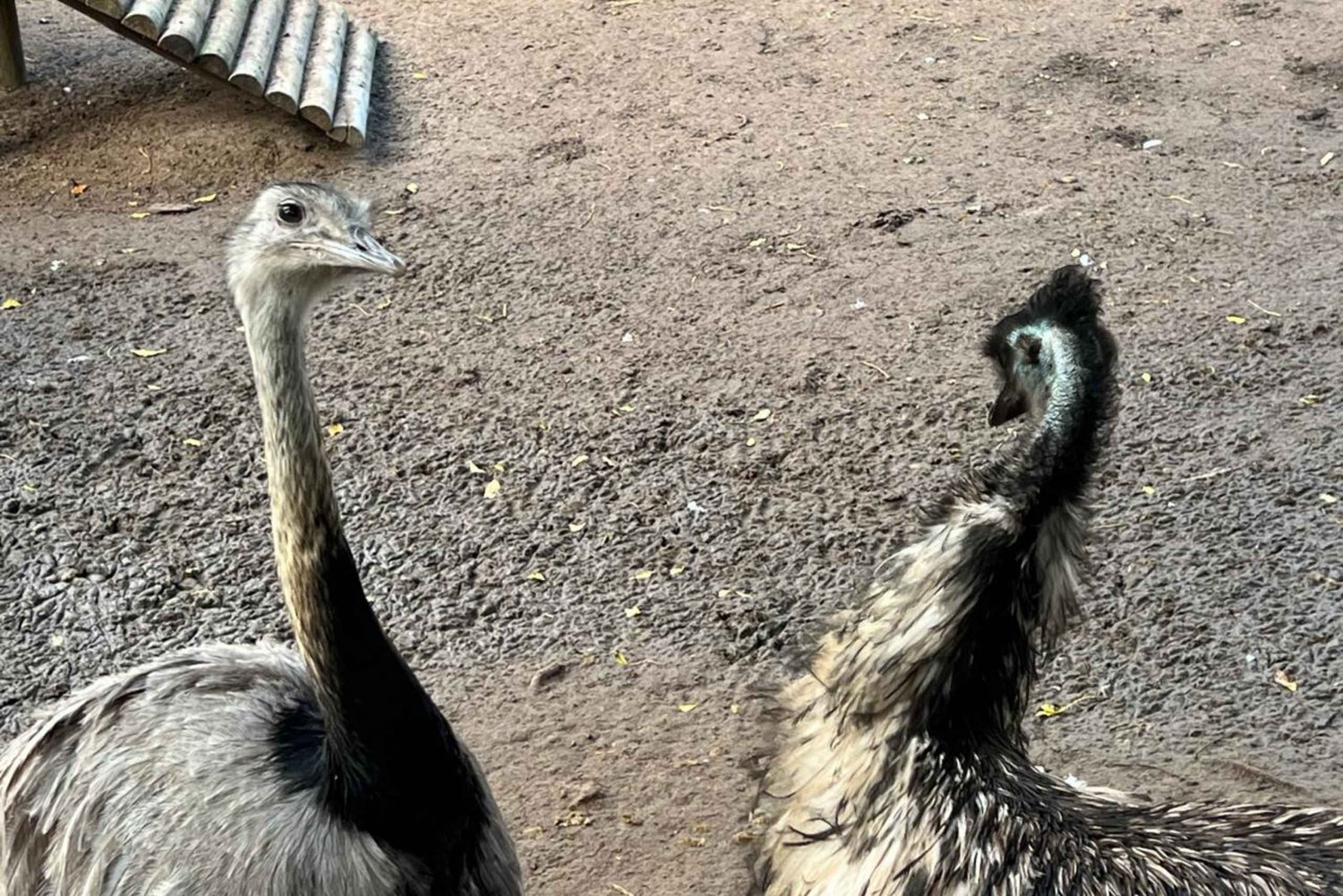 Private Tour of World of Birds, Kirstenbosch, and Constantia