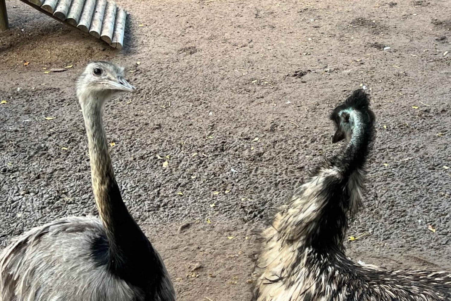 Tour privato del Mondo degli Uccelli, Kirstenbosch e Constantia