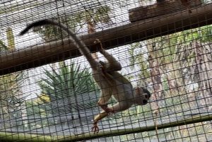 Tour privato del Mondo degli Uccelli, Kirstenbosch e Constantia