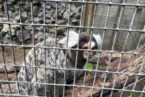 Tour privato del Mondo degli Uccelli, Kirstenbosch e Constantia