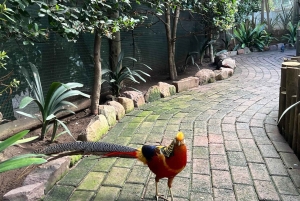 Tour privato del Mondo degli Uccelli, Kirstenbosch e Constantia