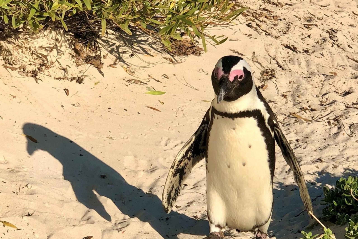 Excursión privada: Nadar con pingüinos en la playa de Boulders