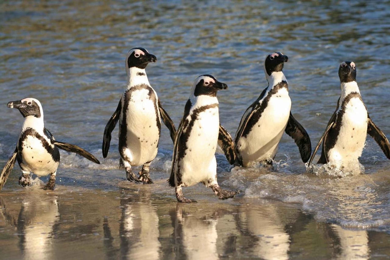 Private Tour, Schwimmen mit Pinguinen am Boulders Beach