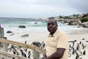 Visite privée : Nager avec les pingouins à Boulders Beach