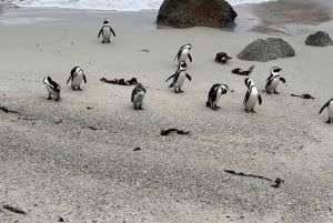 Privat tur: Svøm med pingviner ved Boulders Beach