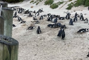 Частный тур: плавание с пингвинами на пляже Боулдерс