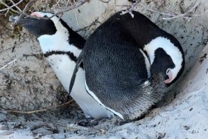Excursión privada: Nadar con pingüinos en la playa de Boulders