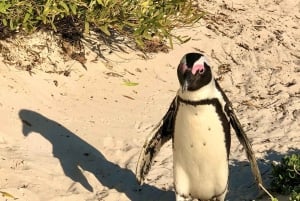 Private Tour, Schwimmen mit Pinguinen am Boulders Beach