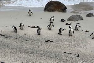 Private Tour, Schwimmen mit Pinguinen am Boulders Beach