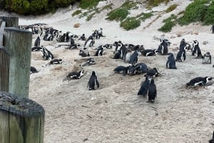 Private Tour, Schwimmen mit Pinguinen am Boulders Beach