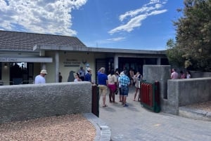 Private Tour, Schwimmen mit Pinguinen am Boulders Beach