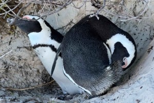 Private Tour, Schwimmen mit Pinguinen am Boulders Beach