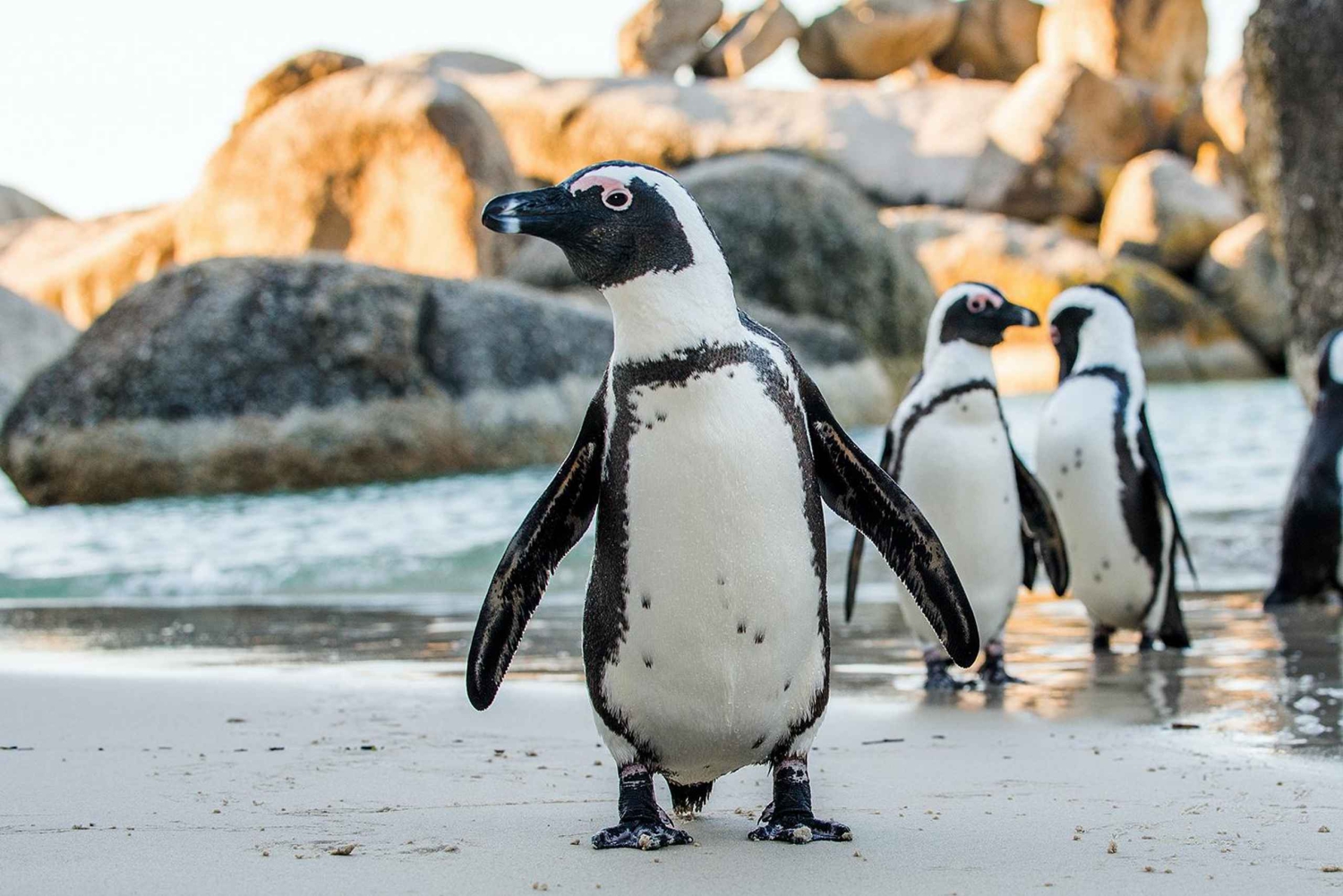 Excursão particular: Table Mountain, Colônia dos Pinguins e Cabo da Boa