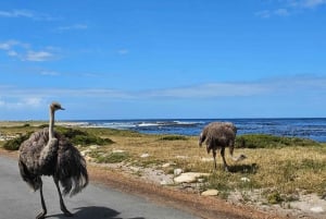 Visite privée : Montagne de la Table, colonie de pingouins et Cap de Bon