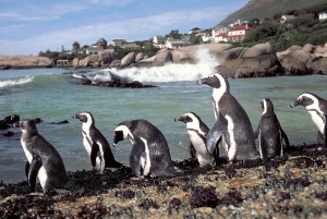 Excursão particular: Table Mountain, Colônia dos Pinguins e Cabo da Boa