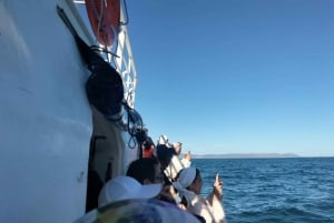 Tour particular: Hermanus - Experiência de observação de baleias em um barco