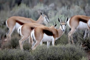Частный трансфер: Кейптаун — заповедник Aquila Game Reserve