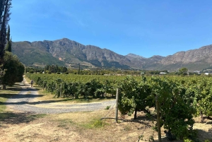 Privétour wijnproeven: Stellenbosch en Franschhoek