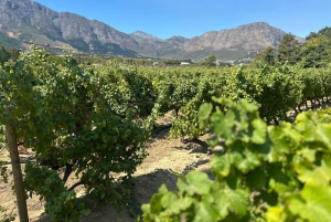 Privétour wijnproeven: Stellenbosch en Franschhoek