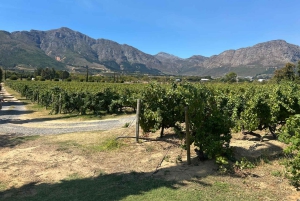 Privétour wijnproeven: Stellenbosch en Franschhoek
