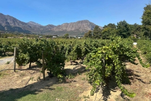 Privétour wijnproeven: Stellenbosch en Franschhoek