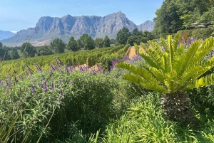 Privétour wijnproeven: Stellenbosch en Franschhoek