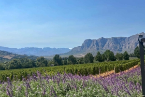 Privétour wijnproeven: Stellenbosch en Franschhoek