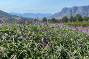 Privétour wijnproeven: Stellenbosch en Franschhoek