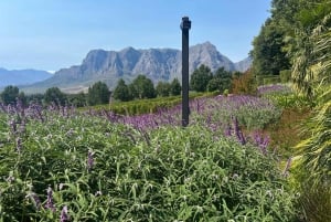 Privétour wijnproeven: Stellenbosch en Franschhoek
