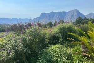 Privétour wijnproeven: Stellenbosch en Franschhoek