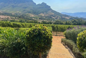 Privétour wijnproeven: Stellenbosch en Franschhoek
