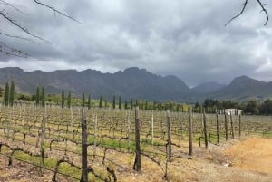 Privat vintur: Besøk Stellenbosch, Franschhoek og Paarl