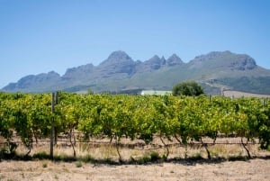 Tour privado del vino: Visita Stellenbosch, Franschhoek y Paarl