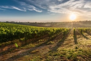 Private Wine Tour: Visit Stellenbosch, Franschhoek &Paarl