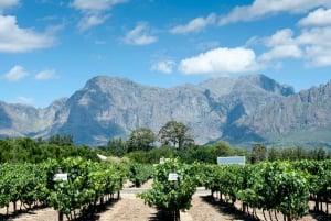 Tour privato del vino: Visita Stellenbosch, Franschhoek e Paarl